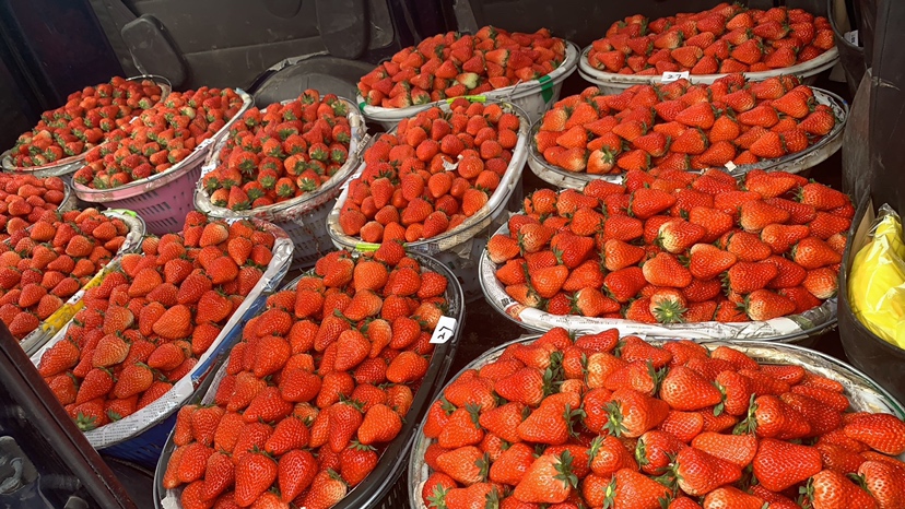 红颜草莓与四季草莓在超市和农贸市场中的陈列对比,展示其市场定位差异 红颜草莓与四季草莓的市场销售场景对比