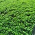 无尽夏绣球全国发货