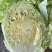 球形生菜