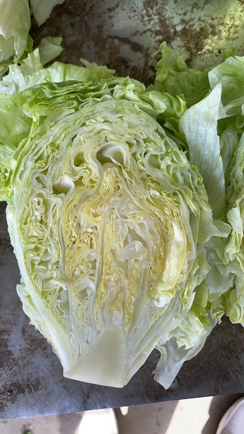 球形生菜