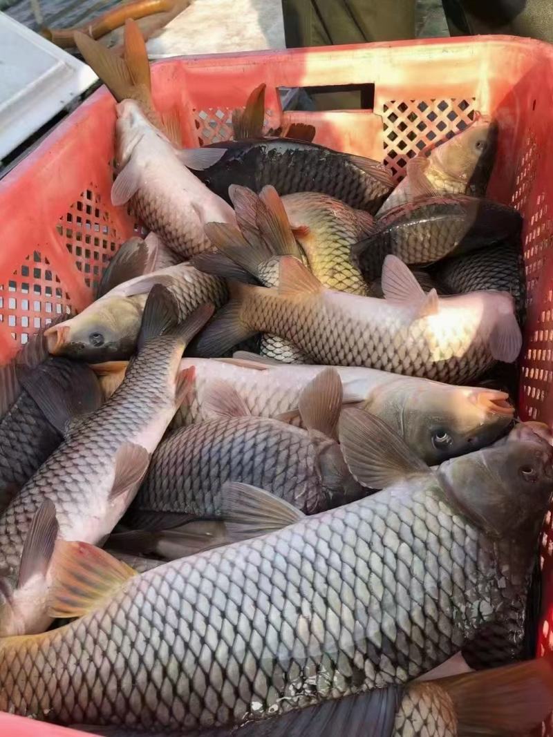 新鲜肥美的鲤鱼