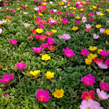 太阳花基地现货供应