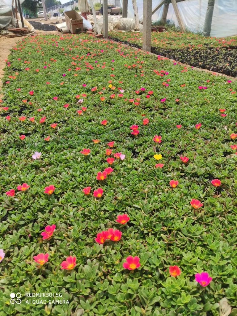 太阳花基地现货供应