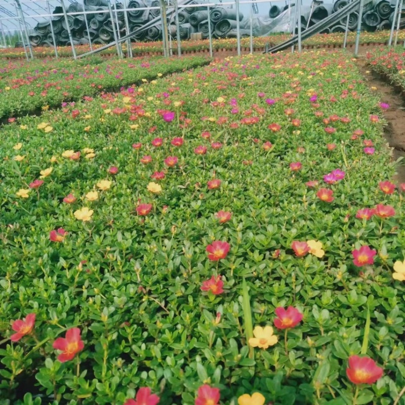 太阳花基地现货供应