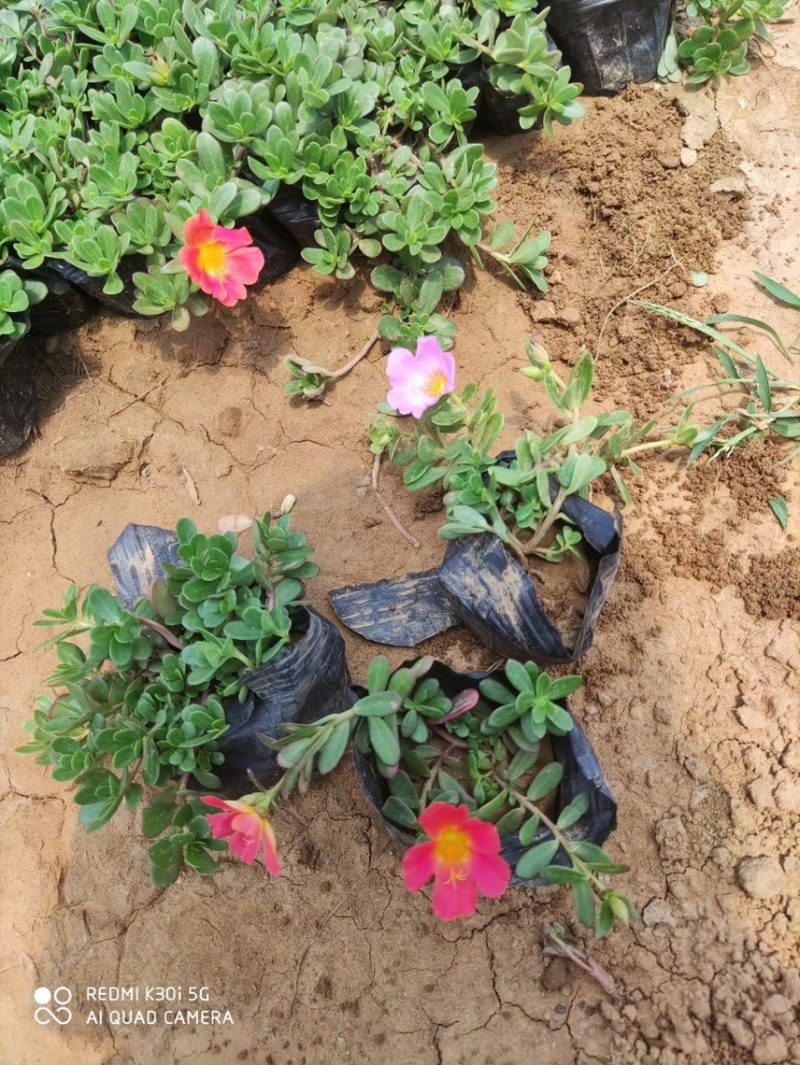 太阳花基地现货供应