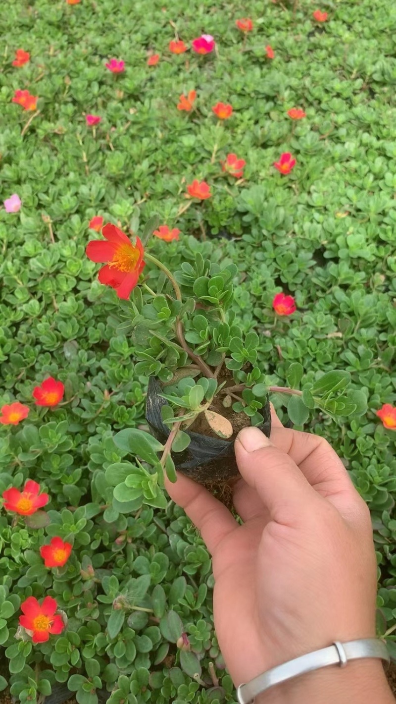 太阳花基地现货供应