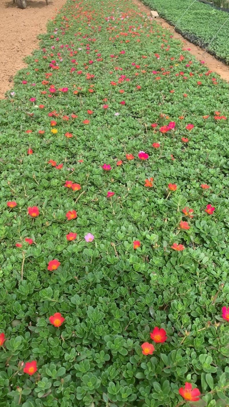 太阳花基地现货供应