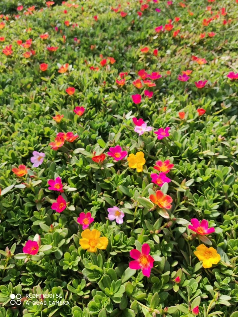 太阳花基地现货供应