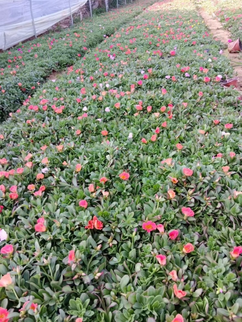 太阳花基地现货供应