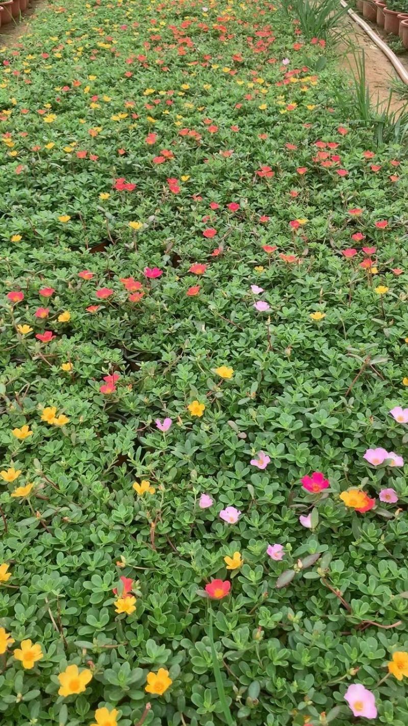 太阳花基地现货供应