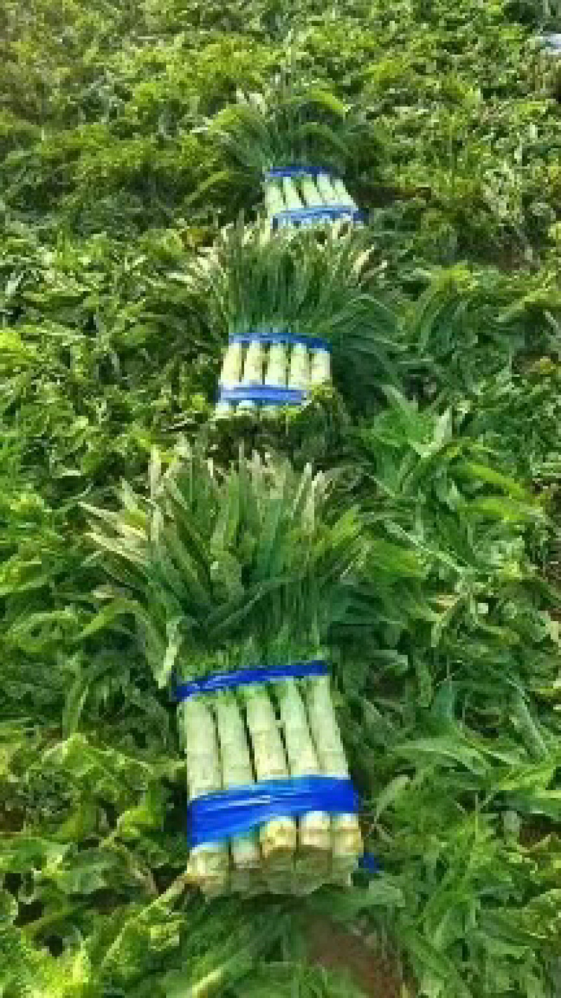【精品】红叶莴笋长度50到60间一手货源！量大从优！欢迎采购