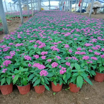 繁星花现货供应