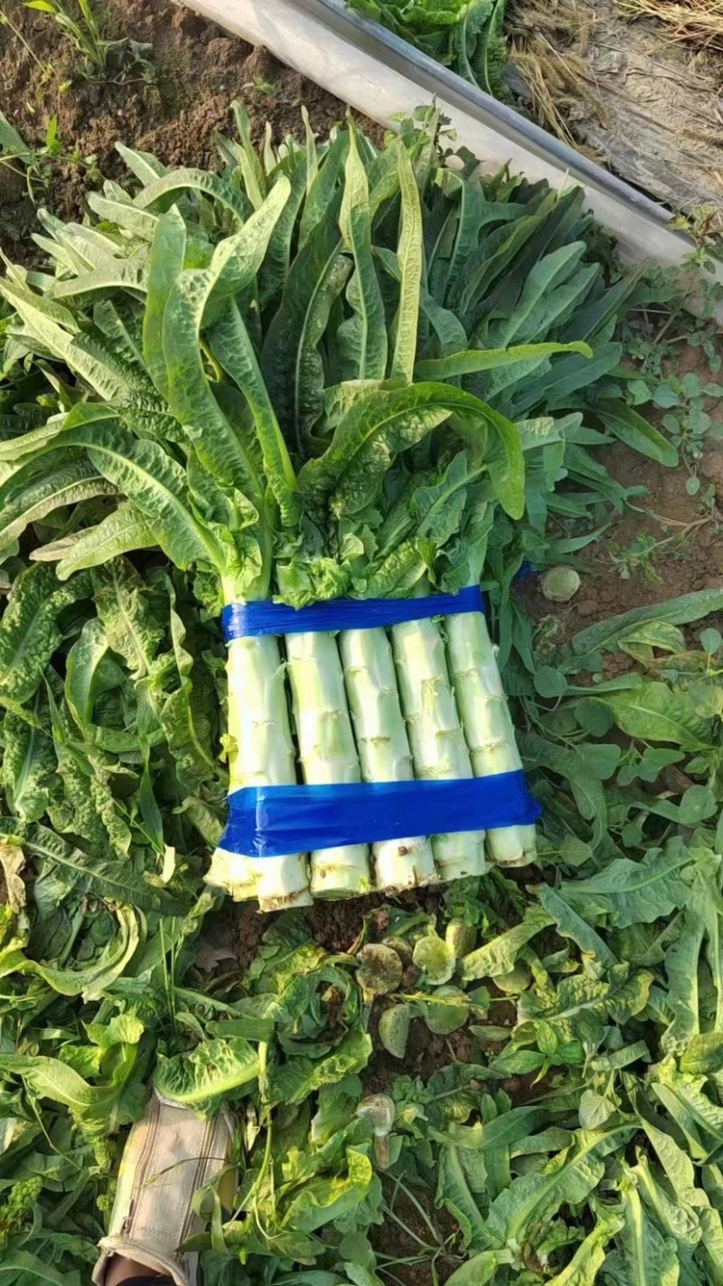 【精品】红叶莴笋长度50到60间一手货源！量大从优！欢迎采购