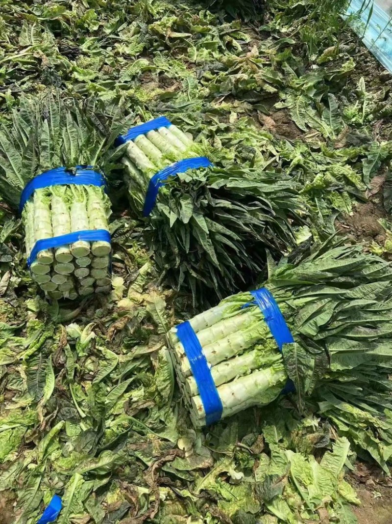 【精品】红叶莴笋长度50到60间一手货源！量大从优！欢迎采购
