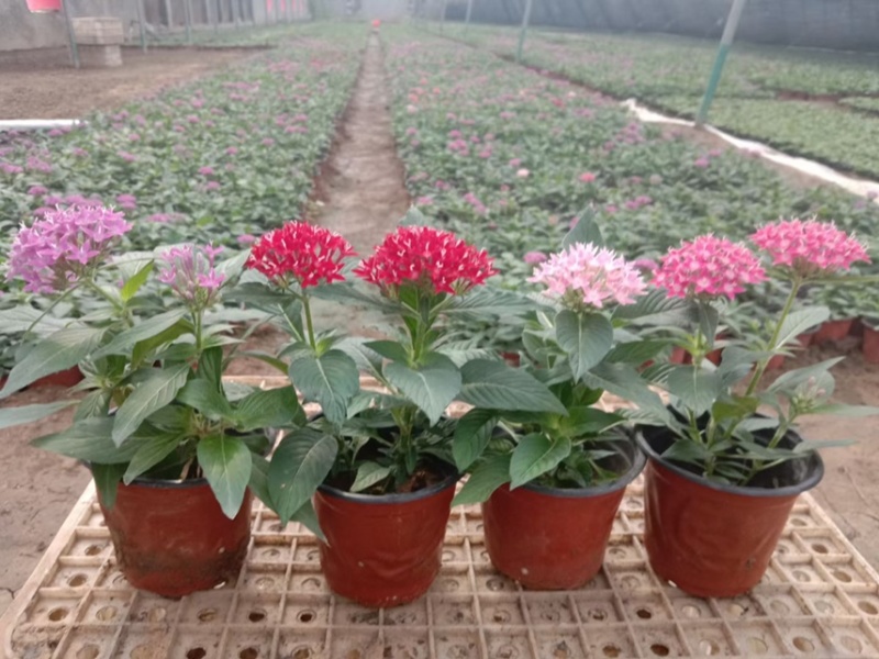 繁星花现货供应