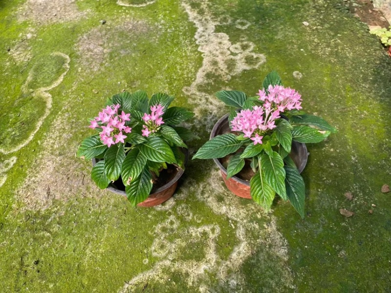 繁星花现货供应