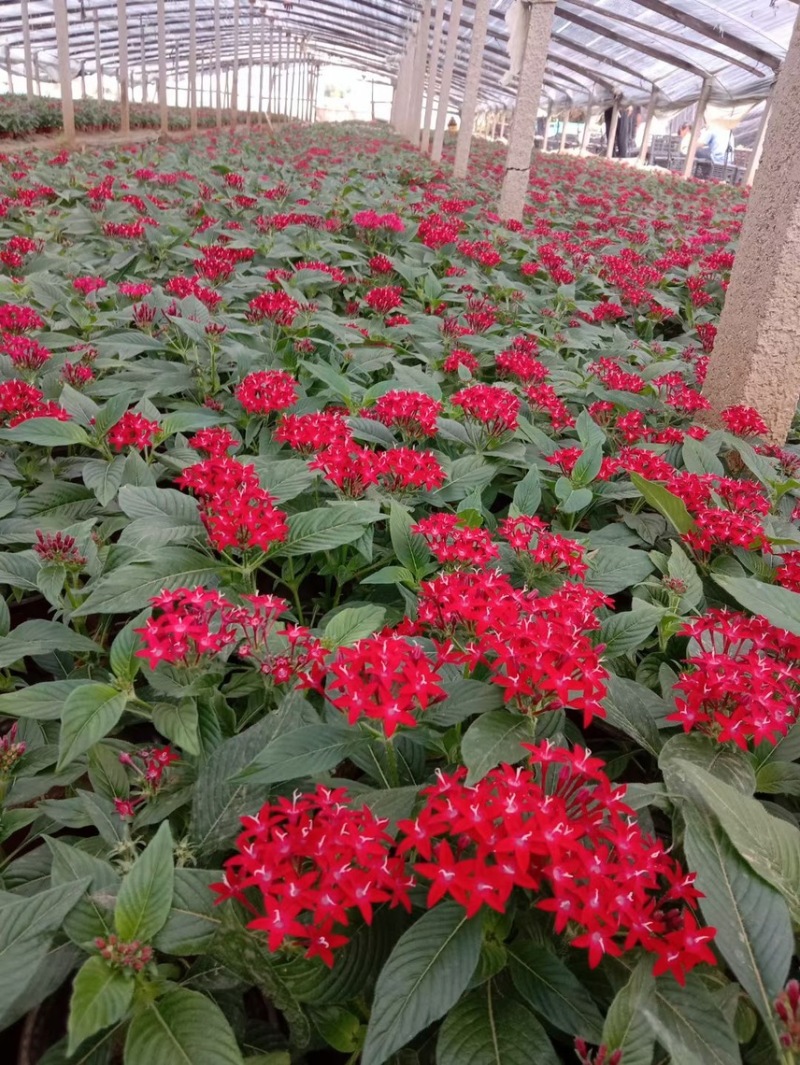繁星花现货供应
