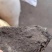 龙延香龙涎香野生货多种规格一克包邮足干无水份