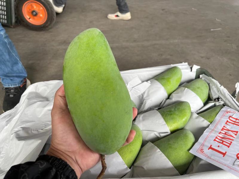 广西大青芒，一件代发，产地直供，电商微商直播平台