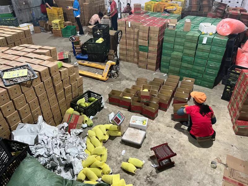 广西大青芒，一件代发，产地直供，电商微商直播平台