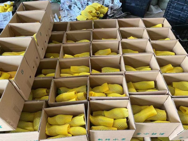 广西大青芒，一件代发，产地直供，电商微商直播平台