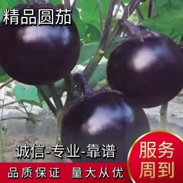急售河北圆茄，供应超市电商，批发商，黑亮匀实，诚信可靠