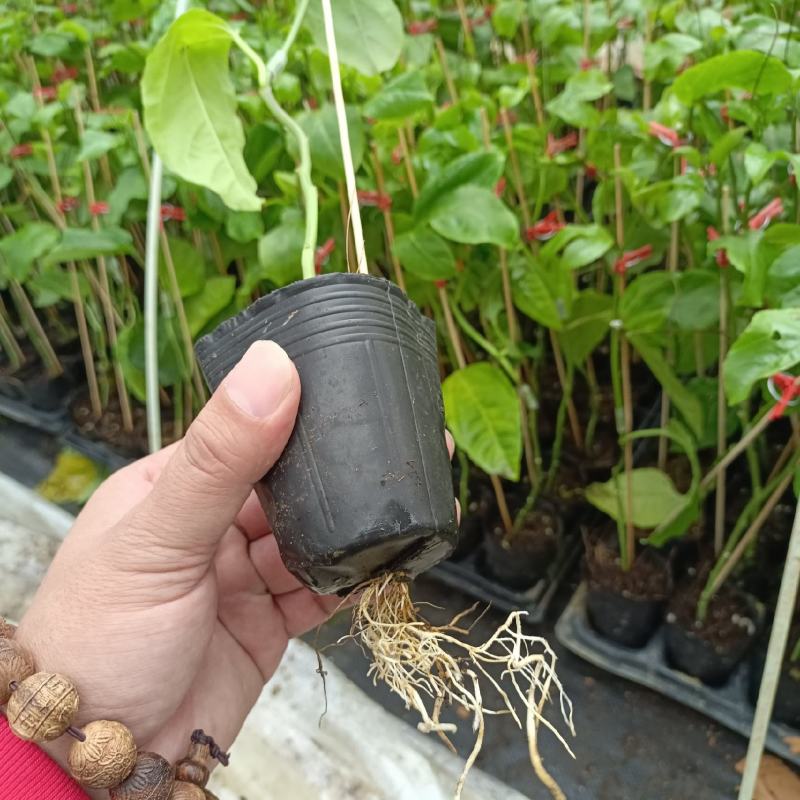 钦蜜9号百香果嫁接苗