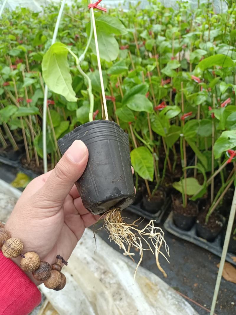 钦蜜9号百香果嫁接苗