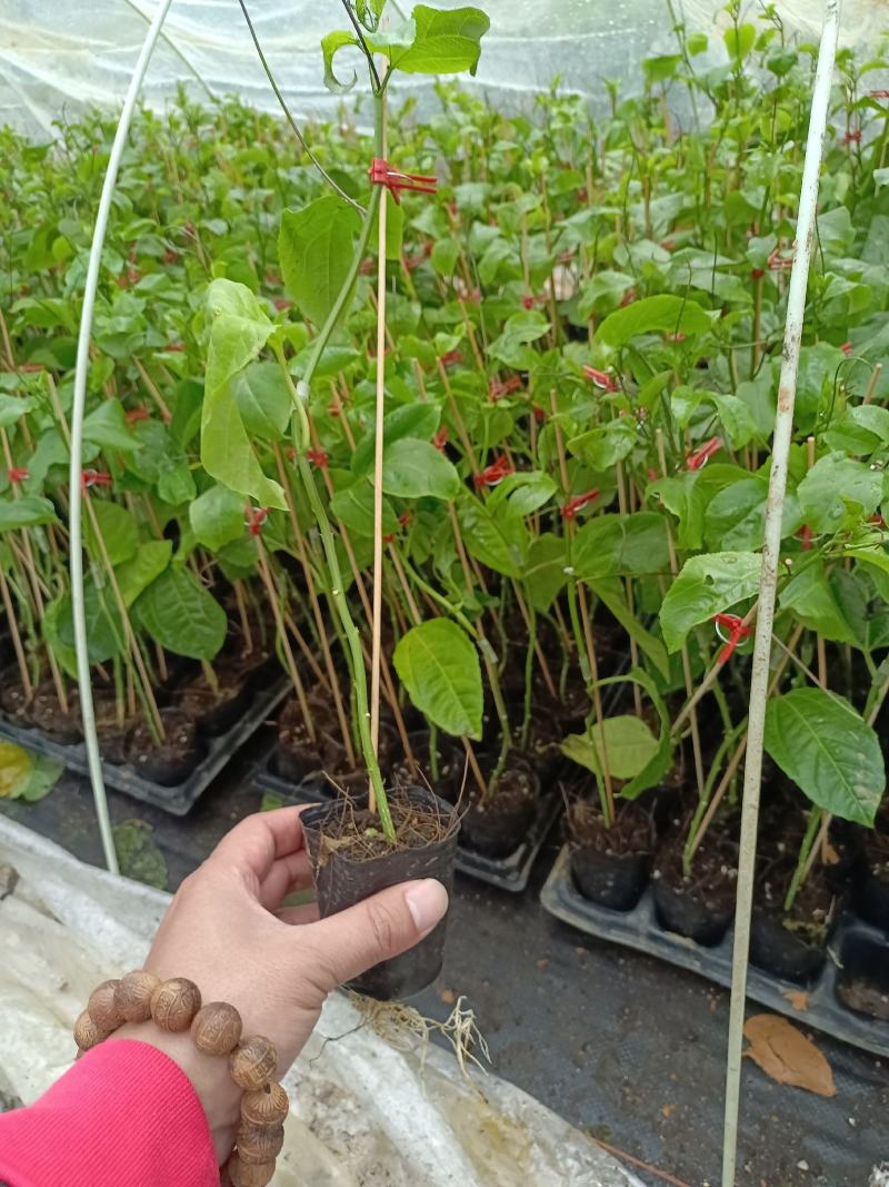 钦蜜9号百香果嫁接苗