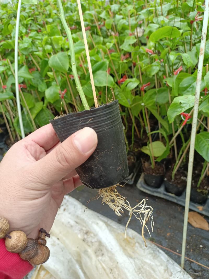 钦蜜9号百香果嫁接苗