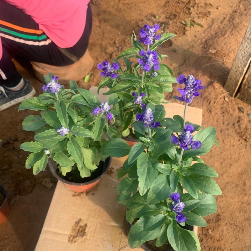 草花鼠尾草