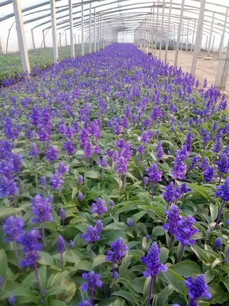 草花鼠尾草