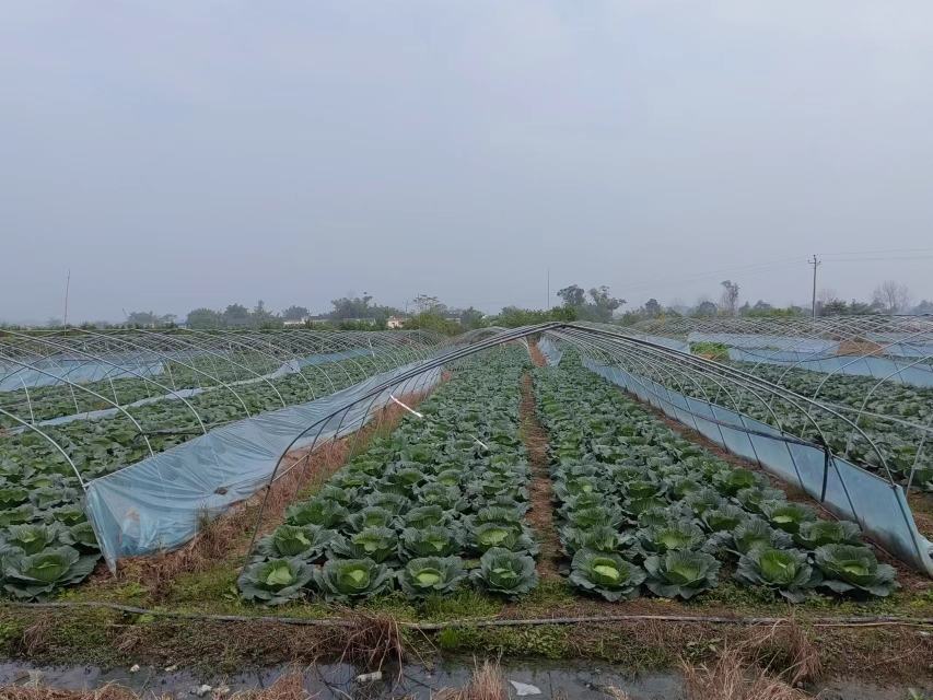 包菜、花菜、红菜苔在不同季节的最佳种植时间对比示意图 包菜、花菜、红菜苔种植时间对比图
