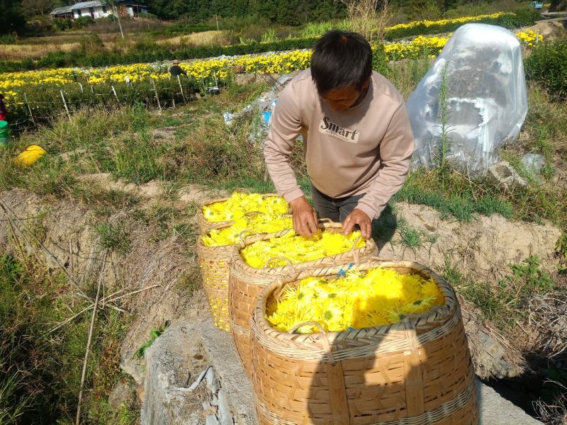 清热解火金丝皇菊福利款一包100朵产地直供批发零售电商