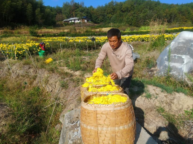 清热解火金丝皇菊福利款一包100朵产地直供批发零售电商