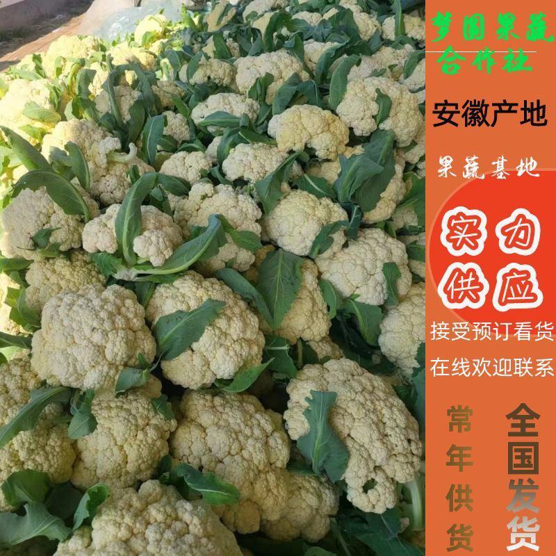 花菜精品青耿白面小米粒有机花菜货源充足代收代发全国