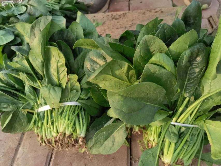 挑选新鲜大叶菠菜