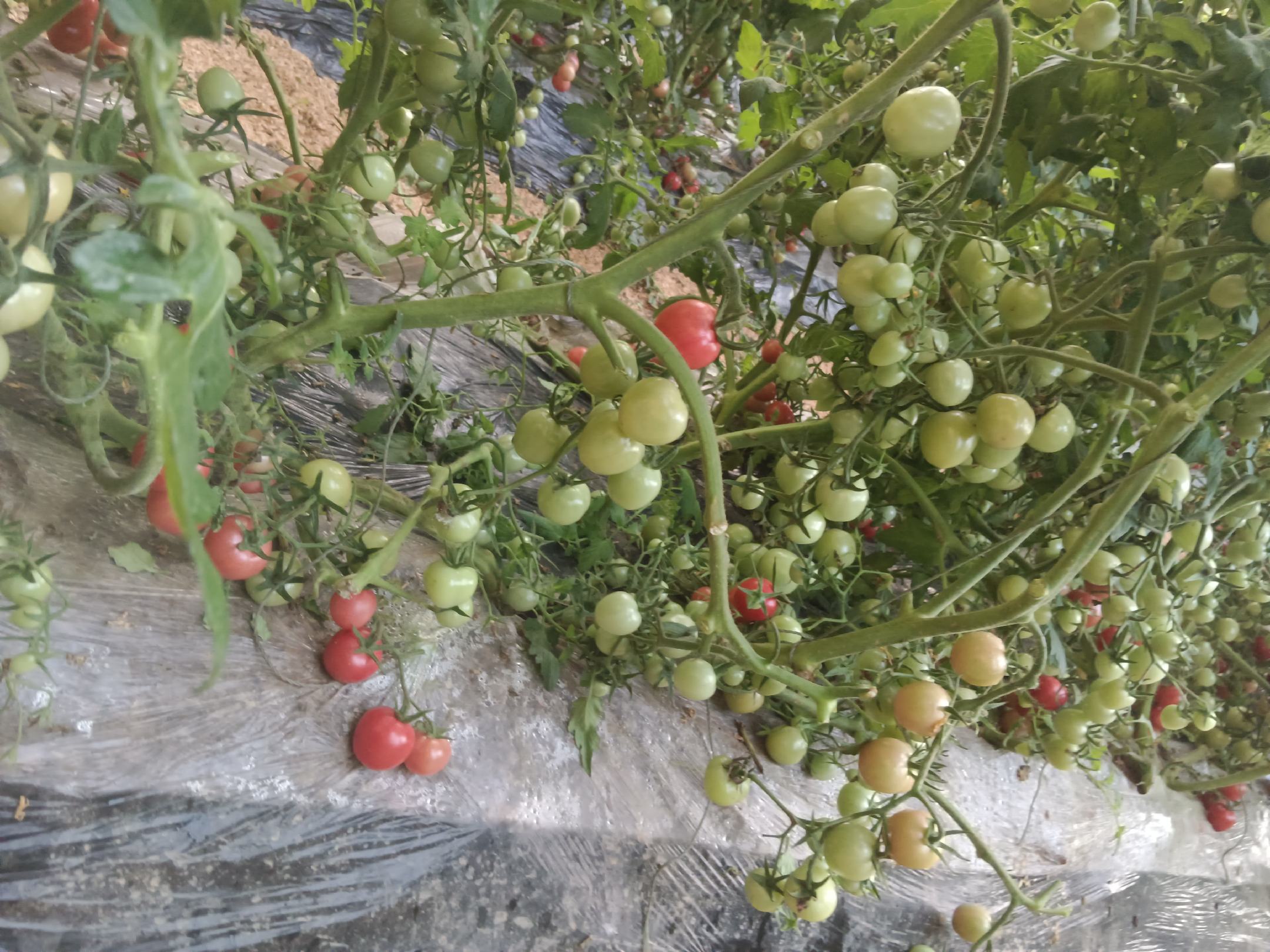 一串成熟的千禧圣女果悬挂在绿色藤蔓上,果实饱满、颜色鲜红,表面有自然光泽,背景为阳光透过温室玻璃洒下的光影,突出其高品质和新鲜感 千禧圣女果特写