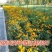 黑心菊种子花种籽四季易种多年生宿根花卉花草花籽各种庭院花
