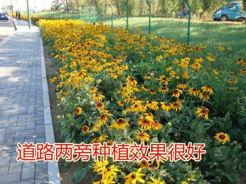 黑心菊种子花种籽四季易种多年生宿根花卉花草花籽各种庭院花