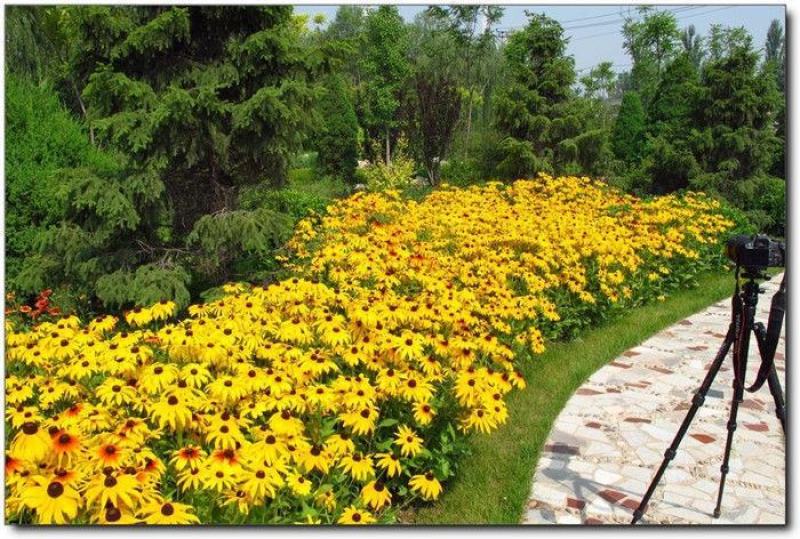 黑心菊种子花种籽四季易种多年生宿根花卉花草花籽各种庭院花