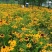 黑心菊种子花种籽四季易种多年生宿根花卉花草花籽各种庭院花
