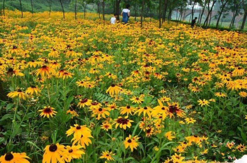 黑心菊种子花种籽四季易种多年生宿根花卉花草花籽各种庭院花