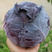 江苏精品紫甘蓝，自家种植，无公害，一手货源，价格美丽