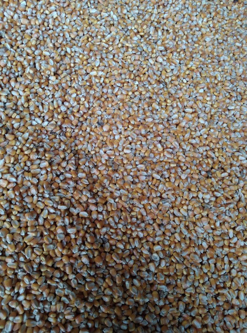 玉米，玉米粒，玉米棒，筛选玉米，玉米面粉