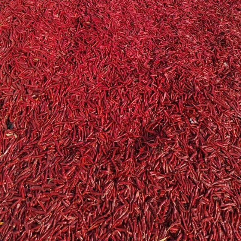 产区朝天椒大量上市上万亩地货源充足