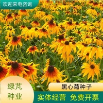 黑心菊种子花种籽四季易种多年生宿根花卉花草花籽各种庭院花