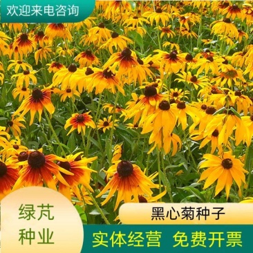 黑心菊种子花种籽四季易种多年生宿根花卉花草花籽各种庭院花
