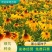 黑心菊种子花种籽四季易种多年生宿根花卉花草花籽各种庭院花