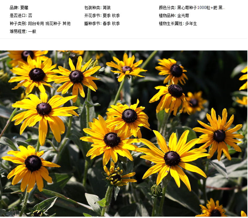 黑心菊种子花种籽四季易种多年生宿根花卉花草花籽各种庭院花